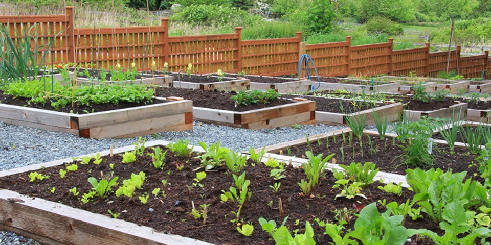Image result for kate middleton vegetable garden